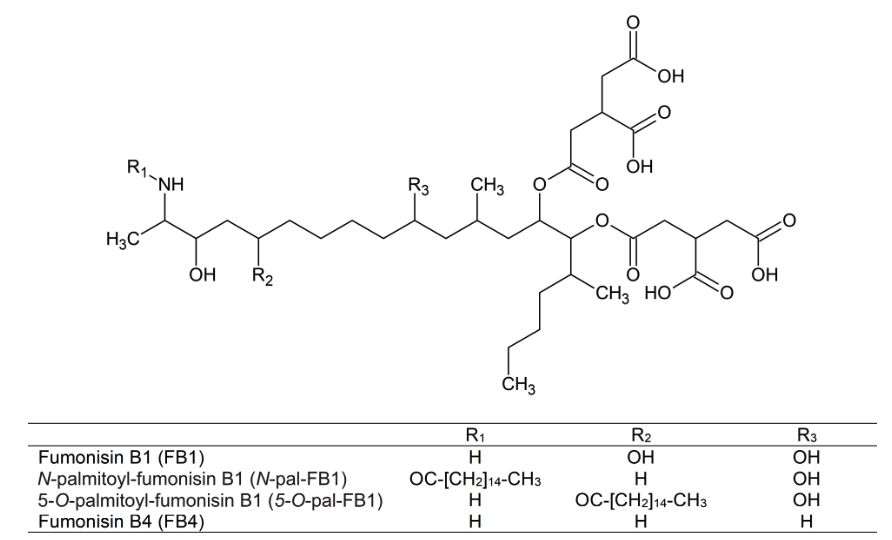 Acylated fuminisin B1s: N-pal-FB1 and 5-O-pal-FB1